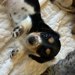 Snickers AKC - Black and tan male Dachshund puppy in Marseilles, Illinois from Zacha’s Doxie House