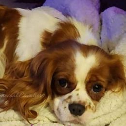 Cavalier King Charles Spaniels from Stonecoal Cavaliers