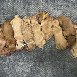 Goldendoodle Puppies from Double the Doodles