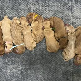 Goldendoodle Puppies from Double the Doodles