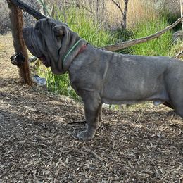 Neapolitan Mastiffs from Red Rock Neapolitan Mastiffs