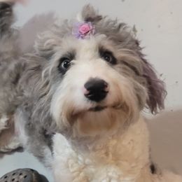 Aussiedoodles from Green Thumb Farms Oodles of doodles