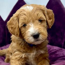 Blue male - Apricot male Goldendoodle puppy in Great Falls, Montana from Montana Goldendoodles