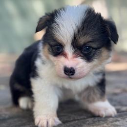 Ziggy fluffy (blue) - Black and tan male American Corgi puppy in East Oakdale, California from Rhettro Kennels