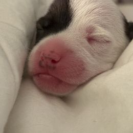 Cheeseburger in Paradise - Tri-color male Jack Russell Terrier puppy in Englewood, Florida from Manasota Key Jack Russells
