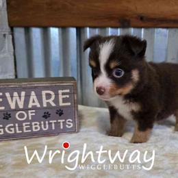 Creek - Red tri male Miniature Australian Shepherd puppy in Dowagiac, Michigan from Wrightway Wigglebutts