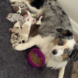 Toy Australian Shepherd Puppies from Ausdyssey Toy Aussies