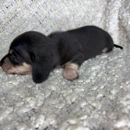 Jason - Black and cream male Dachshund puppy in Tulare, California from Dreamy Creamies