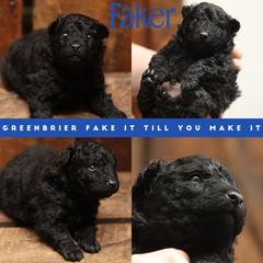 Faker - Black male Mudi puppy in Gatlinburg, Tennessee from Greenbrier
