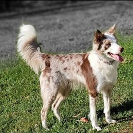 Utopia - Border Collie