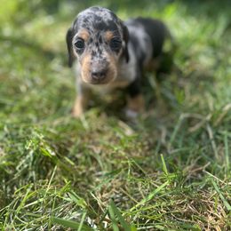 Dachshund Puppies from Weenie Bros