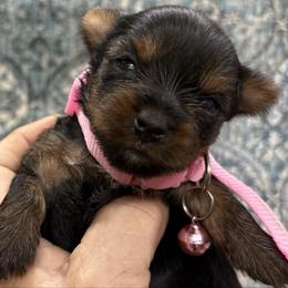Pixie - Black and gold female Yorkshire Terrier puppy in Phoenix, Arizona from Coursey’s Yorkies