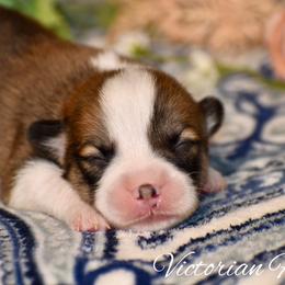 Fir - Red male Pembroke Welsh Corgi puppy in East Canton, Ohio from Victorian Farms