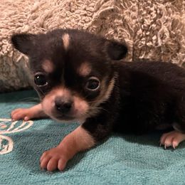 Gadget - Black and white male Chihuahua puppy in Hampton, Virginia from Chilove Chihuahuas