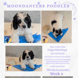 Blue Collar Male Miniature Poodle - Parti male Poodle puppy in Lillian, Alabama from Moondancers Poodles