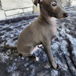 Bolt - Blue male Italian Greyhound puppy in Longwood, Florida from Italian Greyhounds
