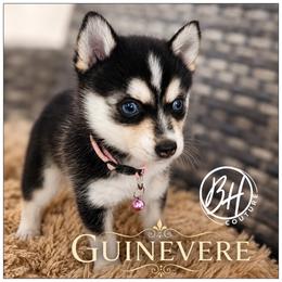 Girl 3 (Guinevere) - Black and white female Pomsky puppy in Norfolk, Virginia from 'Brick'House Couture Pomskies
