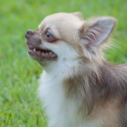 Chihuahuas from Perfectly Pastel Chihuahuas