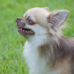 Chihuahuas from Perfectly Pastel Chihuahuas