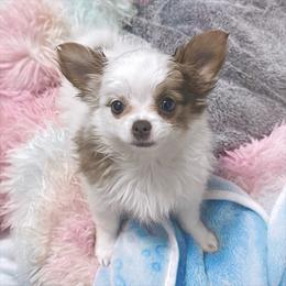 Glamour - Chocolate and white female Chihuahua puppy in Ozone Park (Queens), New York from Petite Pups LLC