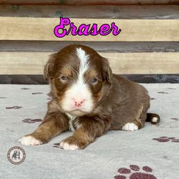 Eraser - Tri-color female Bernedoodle puppy in Banner Elk, North Carolina from Walnut Tree Bernedoodles