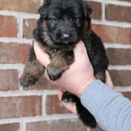 Boy 4 - Black and red male German Shepherd puppy in Mount Vernon, Missouri from German Haus German Shepherds LLC