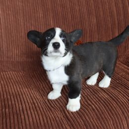 Cardigan Welsh Corgi Puppies from Rowe Family