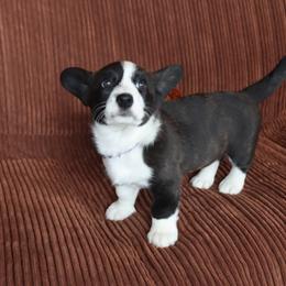 Cardigan Welsh Corgi Puppies from Rowe Family