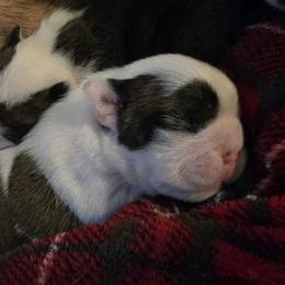 TBD - Red brindle and white female Bulldog puppy in Lexington, Kentucky from E. Clive Bulldogs