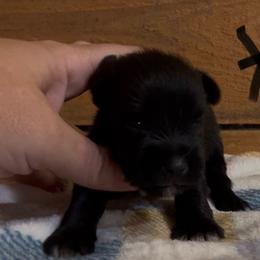 Black boy - Black male Miniature Schnauzer puppy in Hickory Grove, South Carolina from Oopsie Doodles