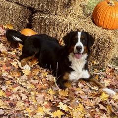 Holly - Bernese Mountain Dog