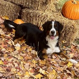 Holly - Bernese Mountain Dog