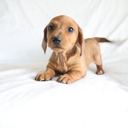 Ellie - Wild  boar and tan female Dachshund puppy in Fredericksburg, Ohio from William's Dachshunds