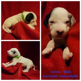 Dalmatian Puppies from Delaney's Dalmatians