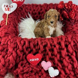 Goldendoodle Puppies from Maryland Designer Doodles