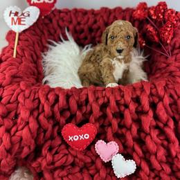 Goldendoodle Puppies from Maryland Designer Doodles