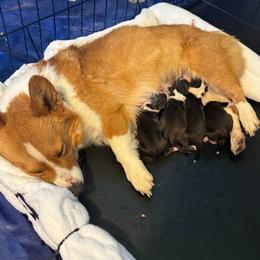 Girl 2 - Black and tan female Pembroke Welsh Corgi puppy in Pinetop Lakeside, Arizona from Happy Tails Corgi Farm