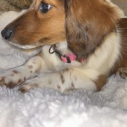 Emmy - Dachshund