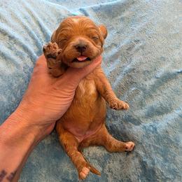 Amiir - Red male Cavapoo puppy in Gresham, Oregon from Paisley Cavapoos