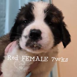 Red FEMALE - White and brown female Saint Bernard puppy in Kaukauna, Wisconsin from Holtz Family Saints