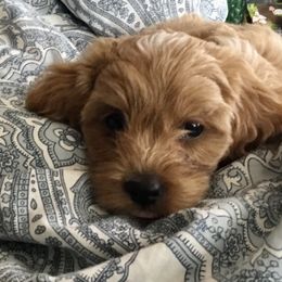 Cockapoo Puppies from Rosemary House