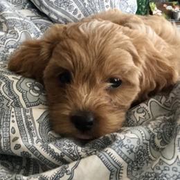 Cockapoo Puppies from Rosemary House