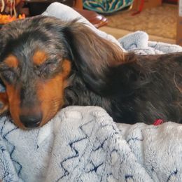Bella - Dachshund