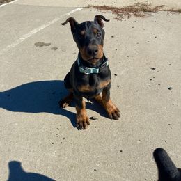 Green - Black and rust male Doberman Pinscher puppy in Cheney, Washington from European Dobermans by Diana