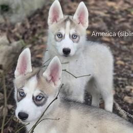 Siberian Huskies from Shimmermint Siberians
