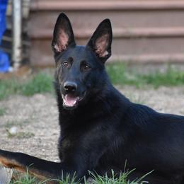 Magma - German Shepherd