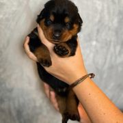 Brown Collar - Black and rust male Beauceron puppy in Amelia, Ohio from Fleur de Renard Beaucerons