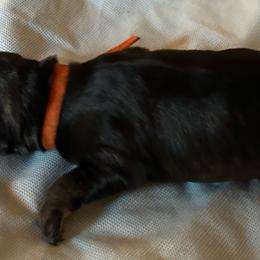 Jet - Black male Miniature Schnauzer puppy in Newburgh, Indiana from Lakehouse Miniature Schnauzers of Southern Indiana