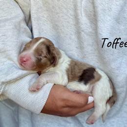 Toffee - Chocolate merle female Bernedoodle puppy in Pennsylvania from Bells Bernedoodles