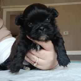 Midnight - Brindle male Shih Tzu puppy in Brodnax, Virginia from KBs Shih Tzu Babies